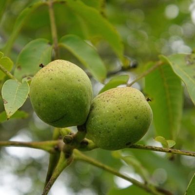 Walnussbaum Sorten: Die 9 besten Arten im Vergleich