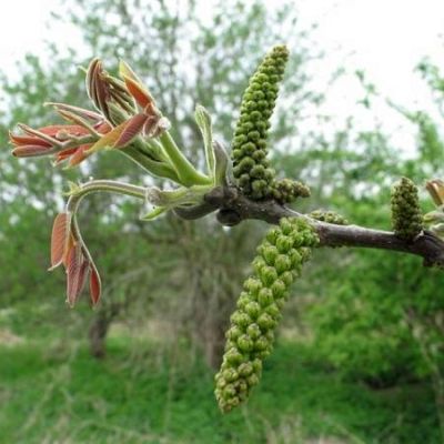 Walnussbaumblüte: So entwickelt sich die Knospe zur Walnuss