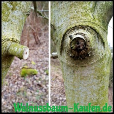 Alten Walnussbaum schneiden – So wirds gemacht!