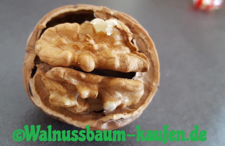 Wie Bekomme Ich Walnuss Braune Finger Sauber Walnuss maschinell öffnen mit Knackmaschine Knacki Junior