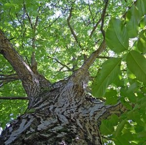 Walnussbaum klein halten